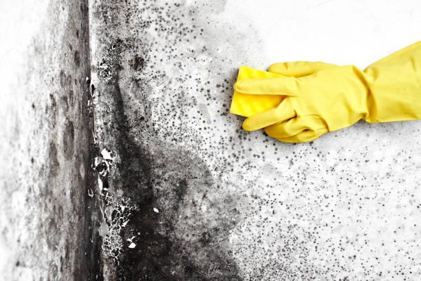 Best Crawl Space Mold Remediation  in Morris, IL