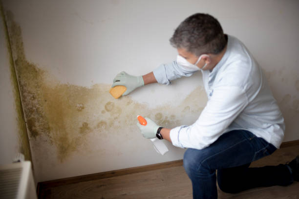 Best Biohazard Mold Removal  in Morris, IL