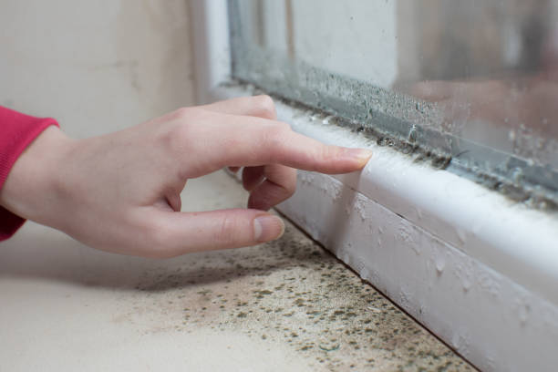 Best Mold Prevention Services  in Morris, IL