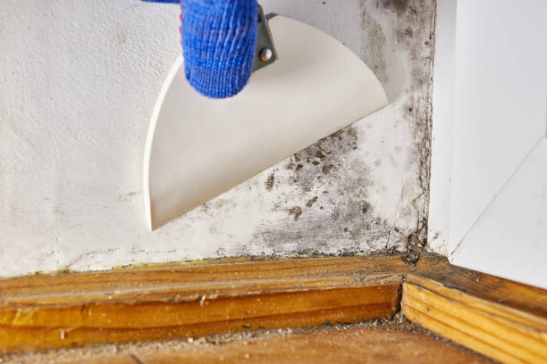 Dehumidification Services in Morris, IL