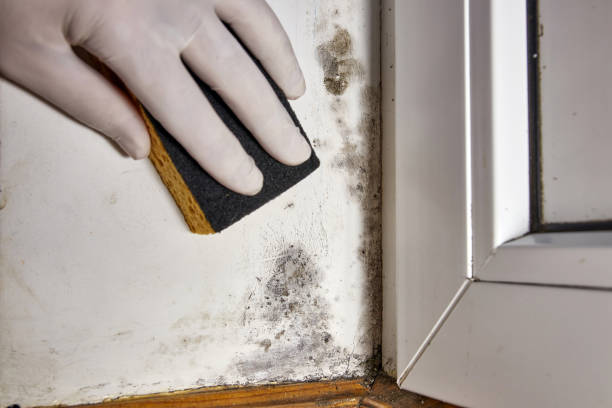 Best Water Damage & Mold Remediation  in Morris, IL
