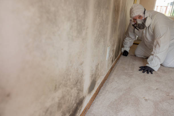 Best Commercial Mold Inspection  in Morris, IL