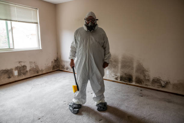 Professional Mold Removal in Morris, IL